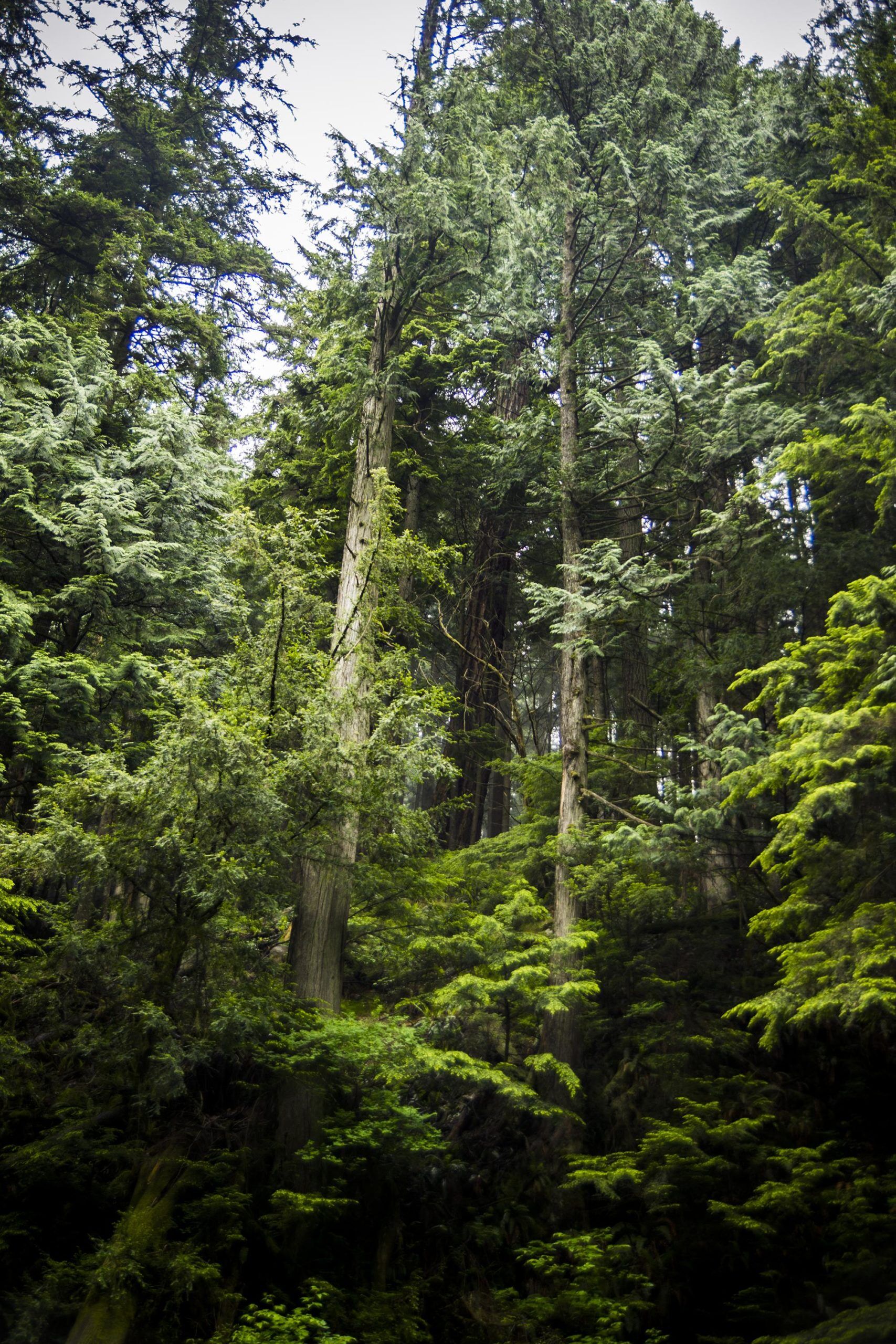 Old Growth Forest Vancouver BC