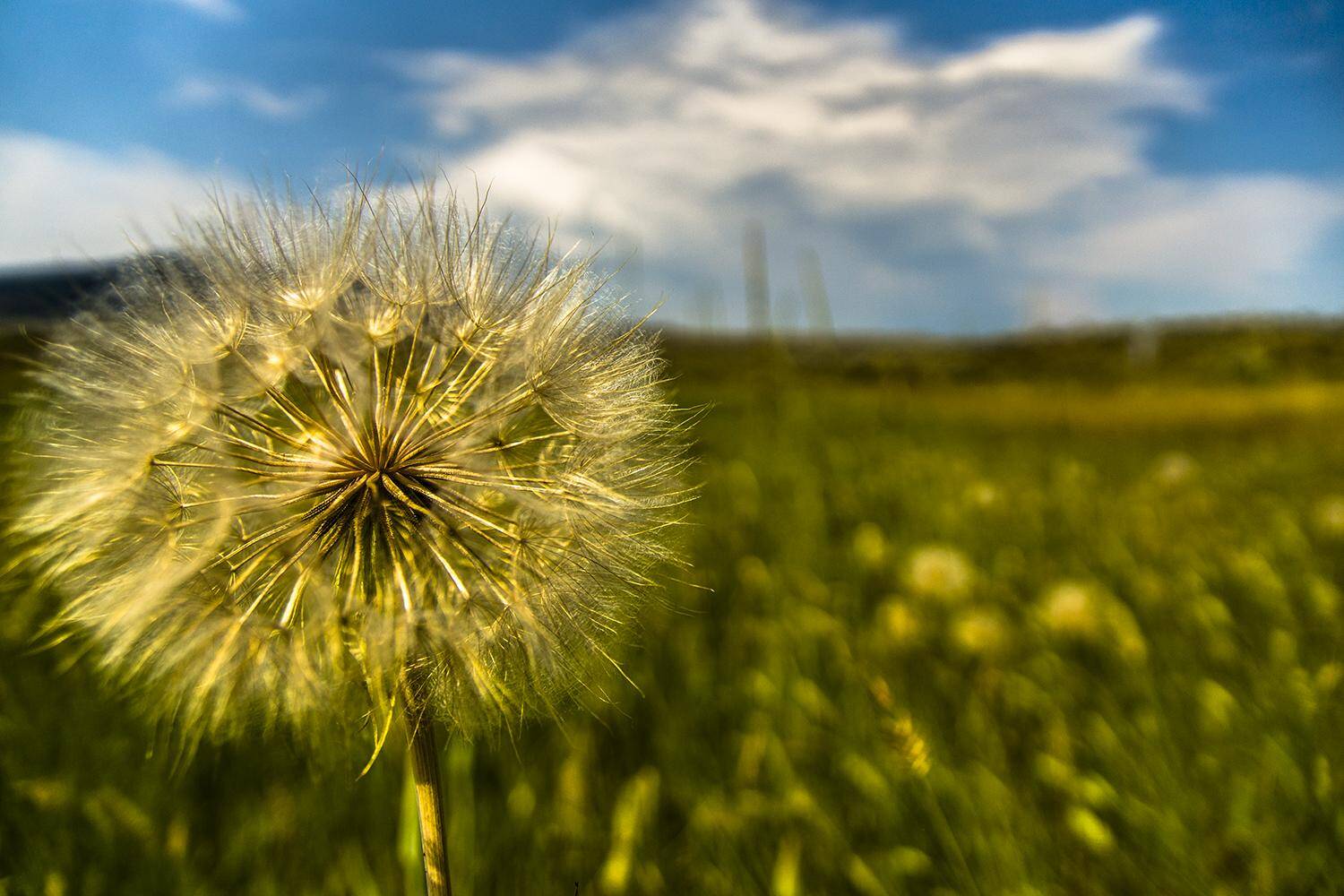 Grass Plains Kamloops BC Canada