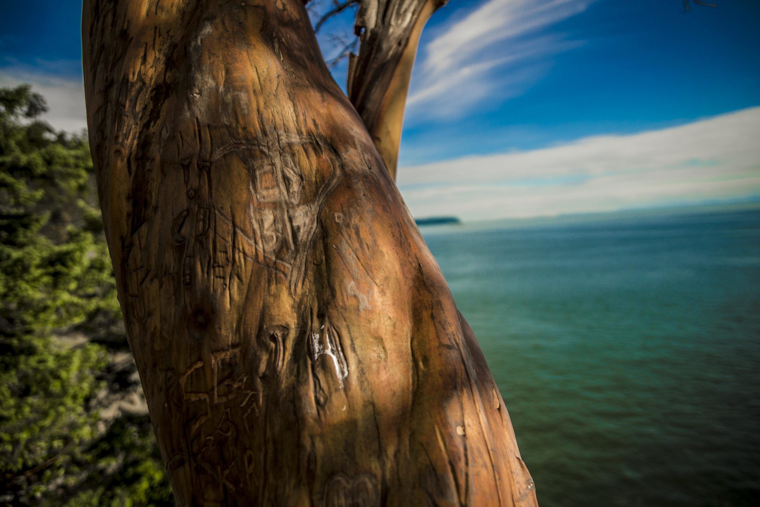 Carvings on a Arbutus Tree in Vancouver Canada