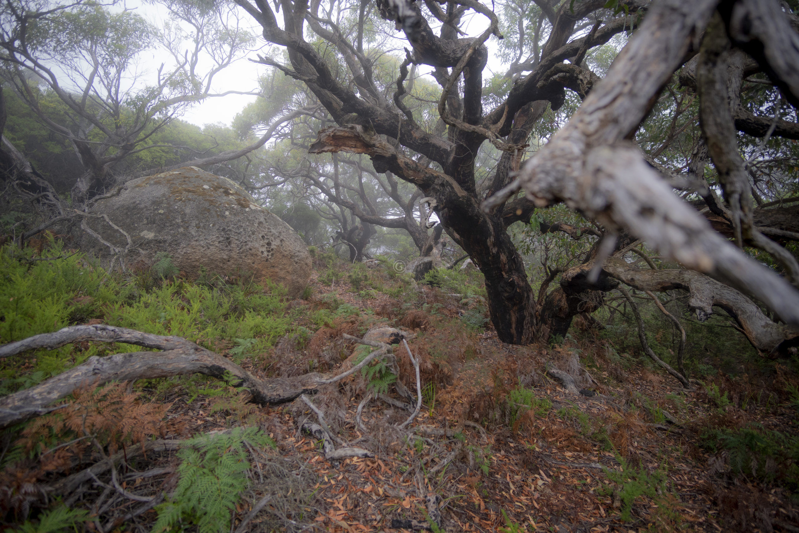 Cloudy Forest Vereker Outlook in Wilsons Promontory National Park