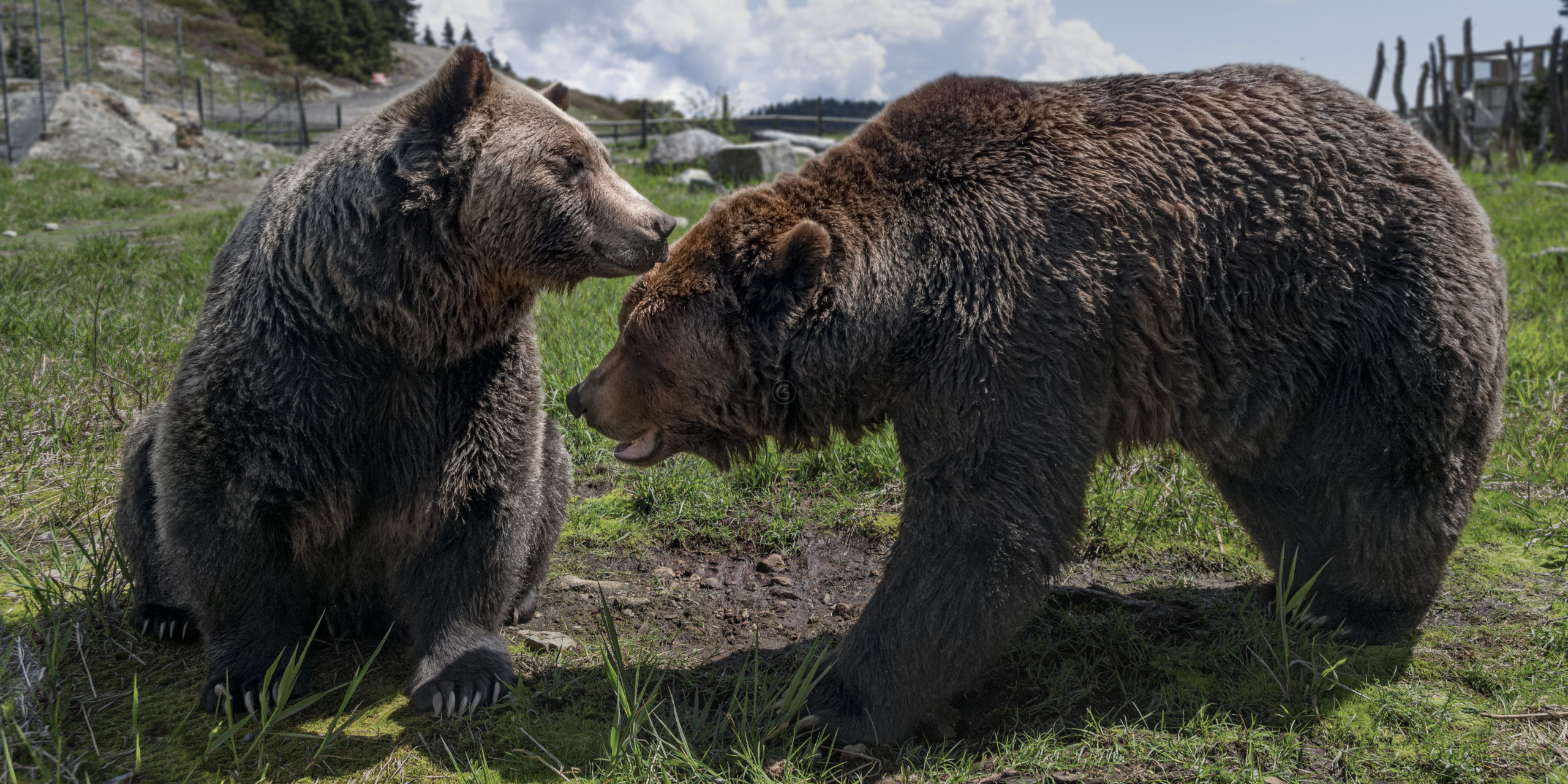 Grizzly Bears Grouse Mountain Vancouver BC