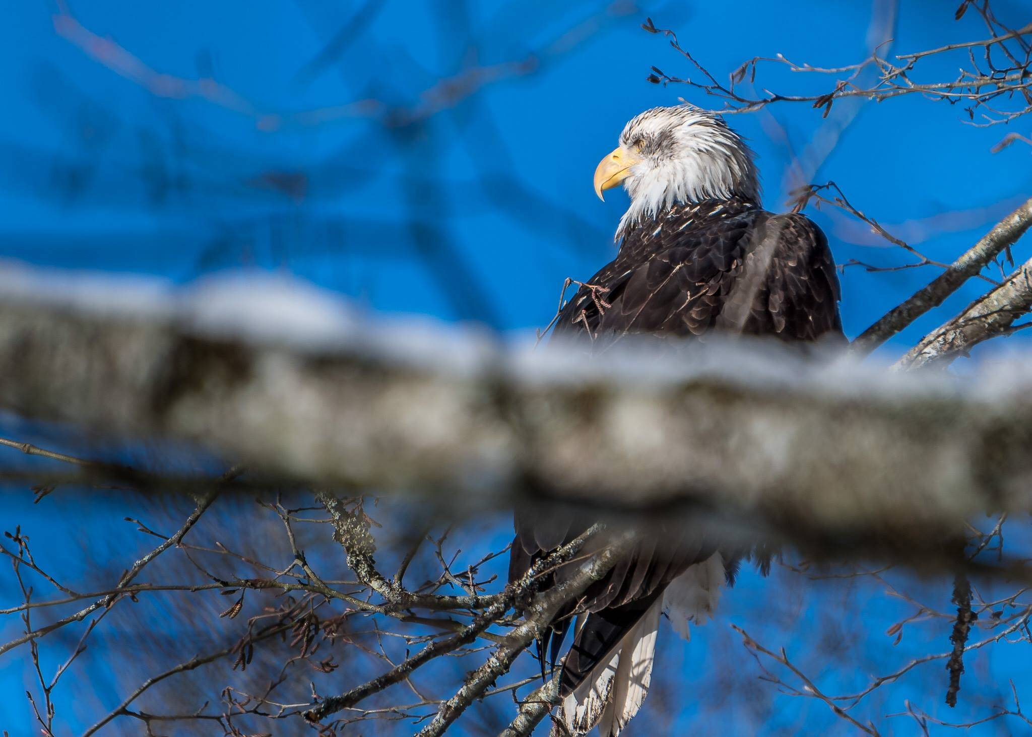Eagle in Squamish BC Canada