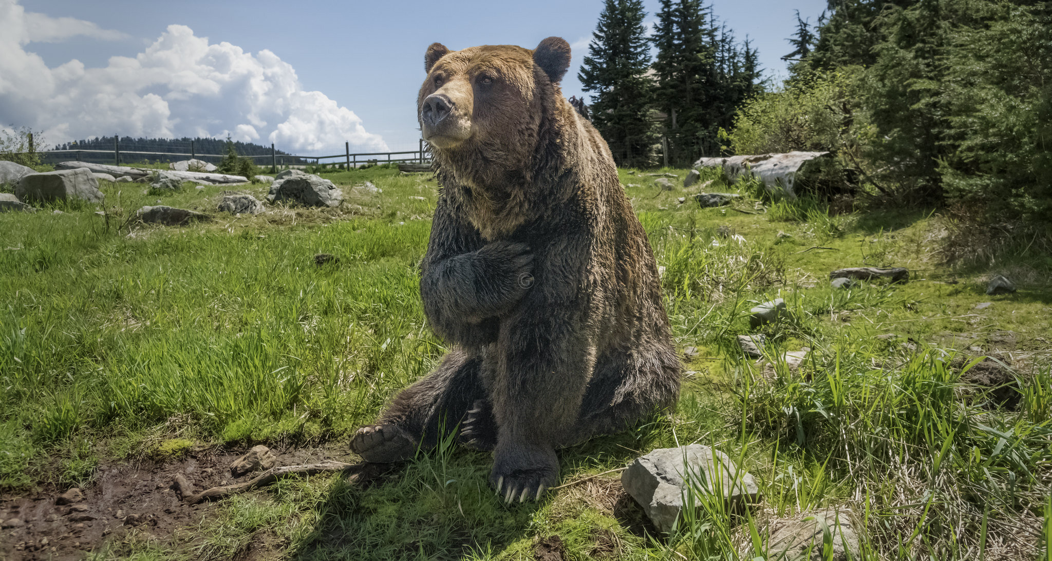 Grizzly Bear Grouse Mountain Vancouver BC Canada