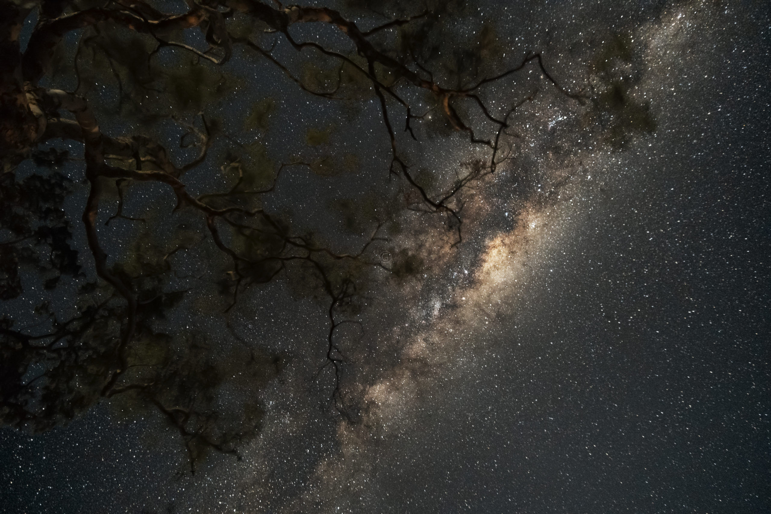 Milky Way through the Gum Trees in Australia