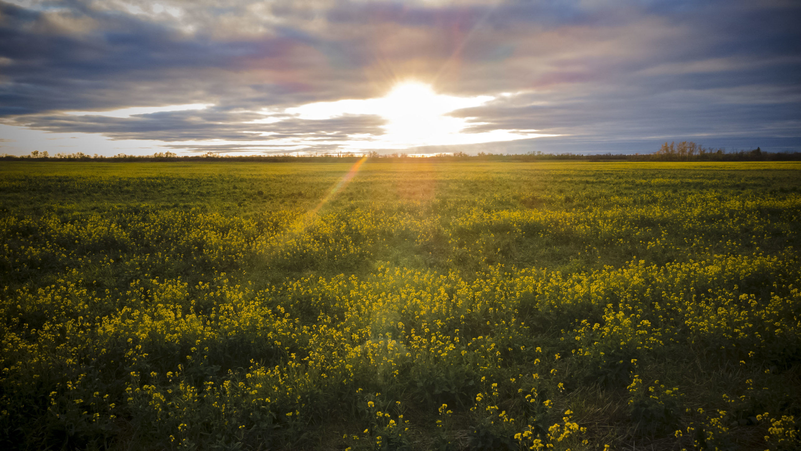 Canola fields at sunset