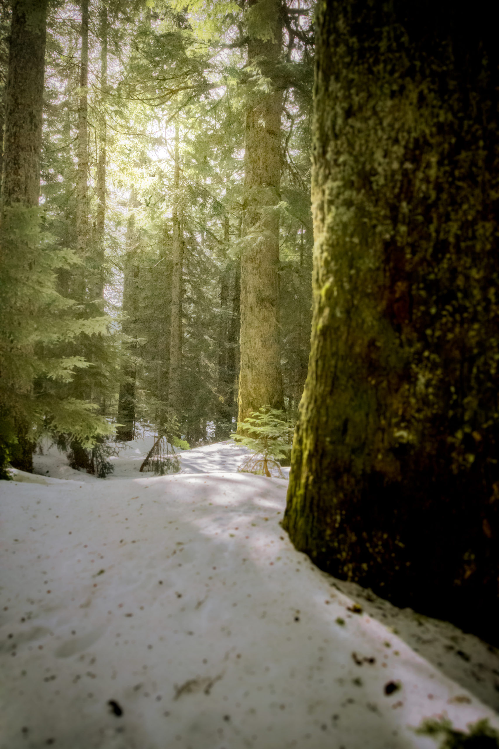 Snow in the old growth. Cypress Provincial Park Vancouver BC Canada