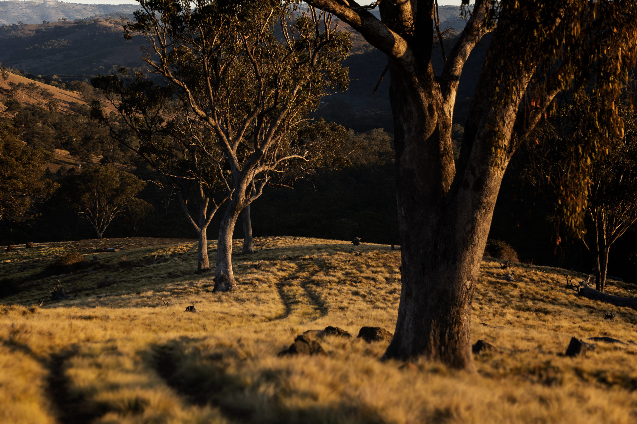 a path through the gum trees in NSW Australia