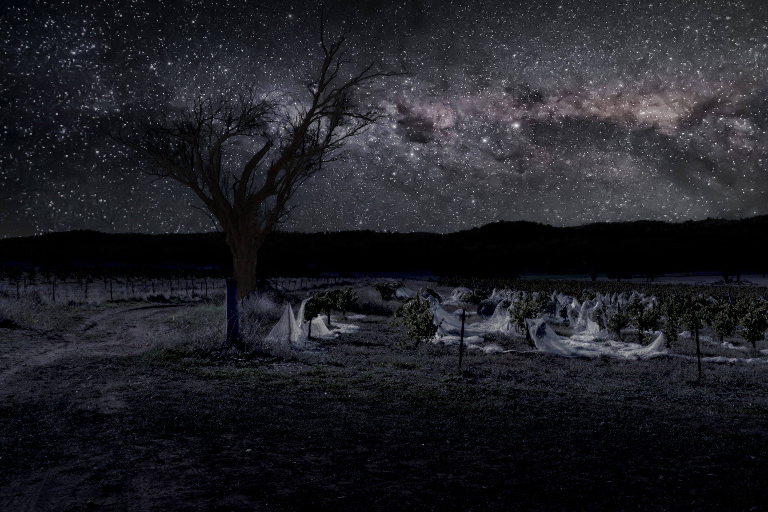 Milky Way over a vineyard in NSW Australia