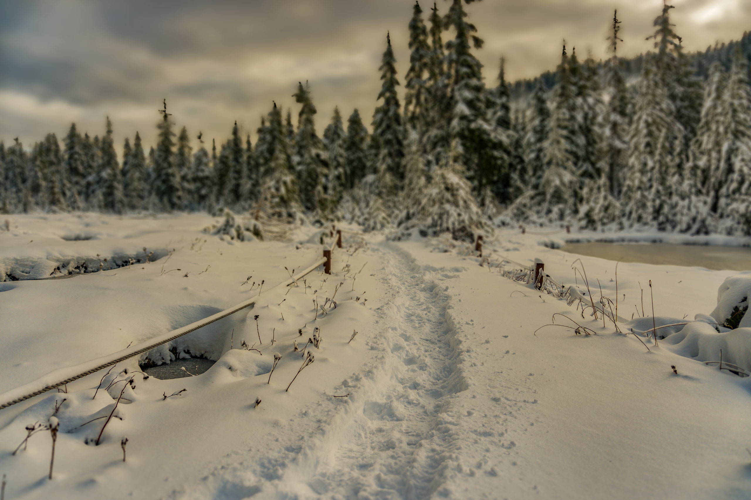 A trail through the snow in Cypress Provincial Park Vancouver BC Canada
