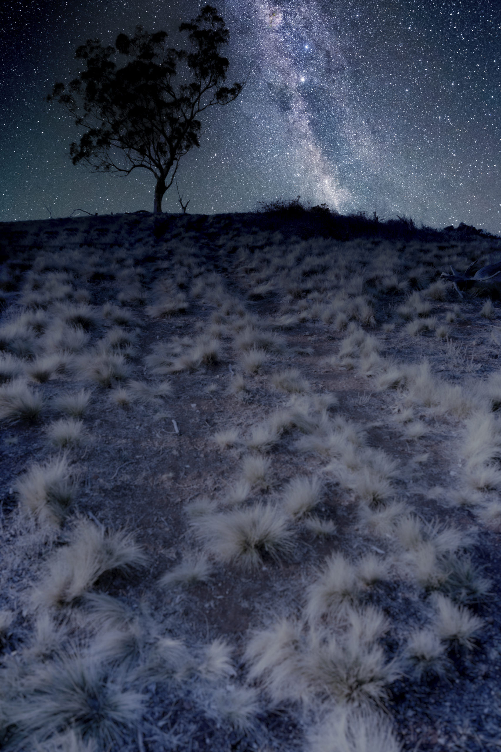 Star Sky over a Gum Tree